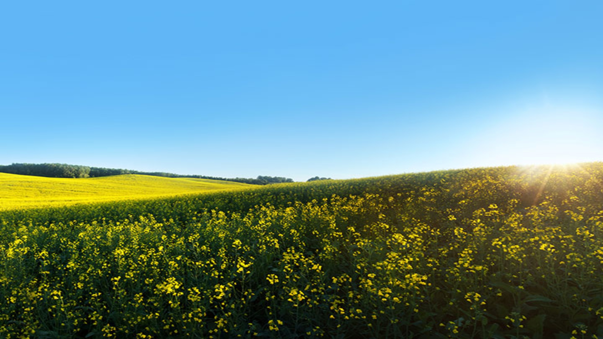 field